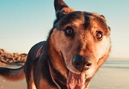 Was können wir von Hunden lernen?