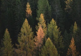 Waldtherapie (Waldbaden) - Was ist das?