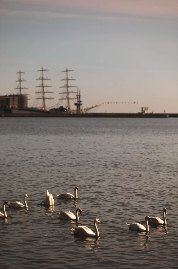 Gdynia Schwäne Boulevard Meer