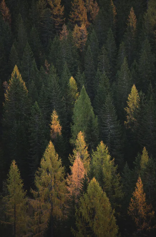 Schöner Wald aus der Vogelperspektive