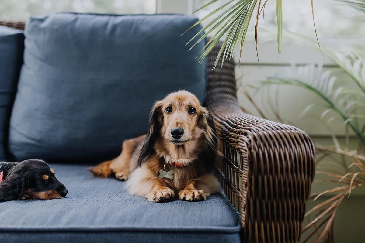 Naturrattan Hund Sofa Wohnzimmer